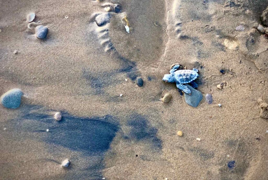 memorias_villas_suites_vassilikos_zakynthos