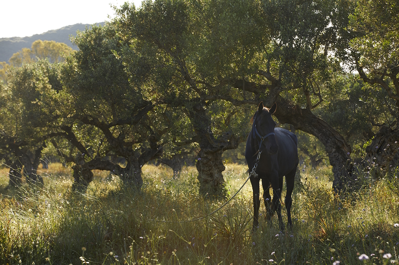 memorias_villas_suites_vassilikos_zakynthos